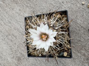 Turbinicarpus los chilares
